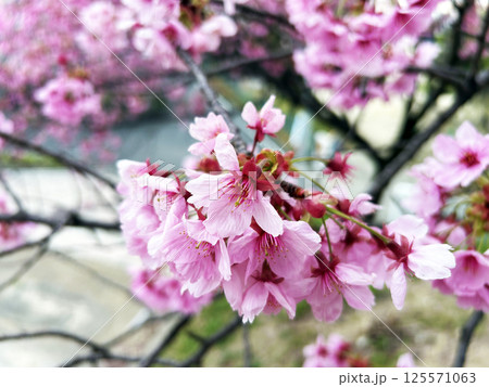 満開の桜 125571063