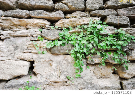 Photo of plants growing on stone walls Photo of plants growing on stone walls 125571108