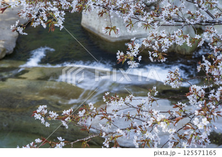 渓谷の山桜 渓谷の山桜 125571165