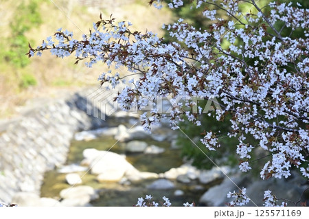 渓谷の山桜 渓谷の山桜 125571169