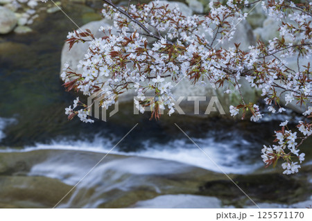渓谷の山桜 渓谷の山桜 125571170