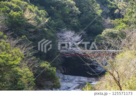 渓谷の山桜 渓谷の山桜 125571173
