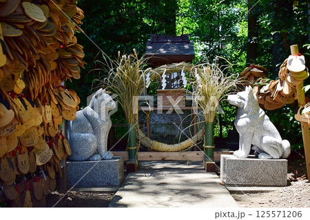 犬と猫の石像が並ぶ参道 125571206