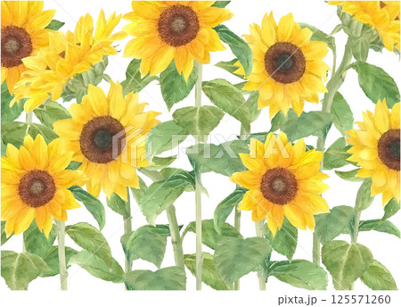 水彩で描いたひまわりの花のアップ 125571260