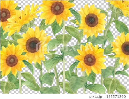 水彩で描いたひまわりの花のアップ 125571260