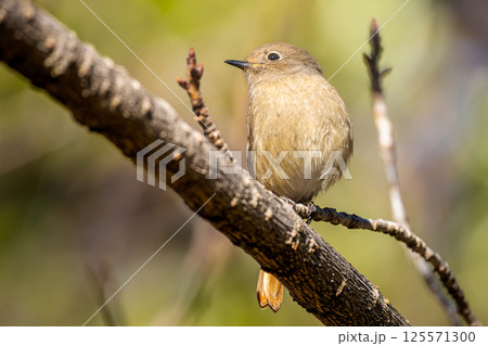 枝にとまるジョウビタキのメス 125571300
