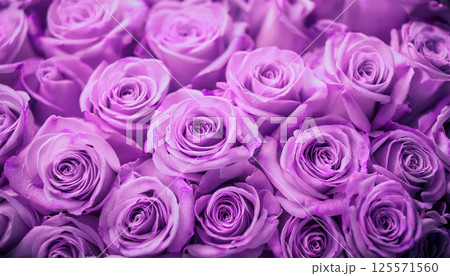 幻想的な紫色の薔薇3 125571560