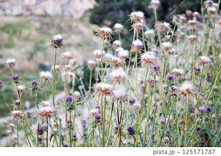 A cluster of dandelions in the wild 125571787