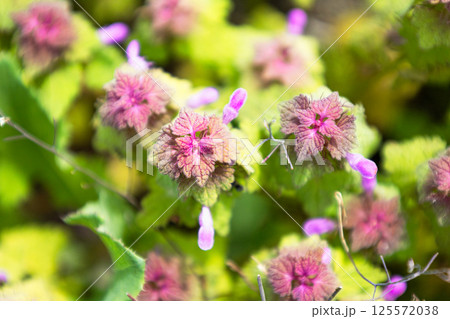 初夏の道端に咲いているヒメオドリコソウのある風景 初夏の道端に咲いているヒメオドリコソウのある風景 125572038