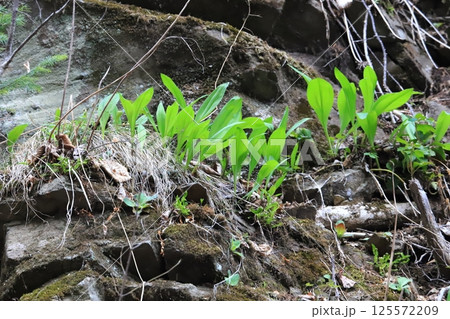 北海道の春　崖の上に自生する行者ニンニクの群生 125572209