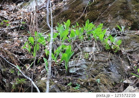 北海道の春　崖の上に自生する行者ニンニクの群生 125572210