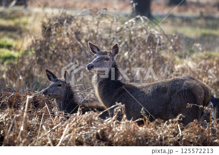 Two Alert Deer Stand Amid Dry Woodland Undergrowth Two Alert Deer Stand Amid Dry Woodland Undergrowth 125572213
