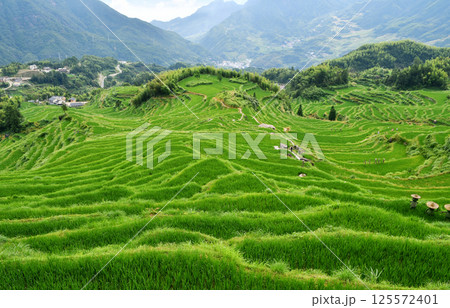 rural terraced fields, China, Zhejiang Province 125572401