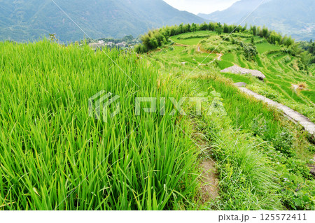 rural terraced fields, China, Zhejiang Province rural terraced fields, China, Zhejiang Province 125572411