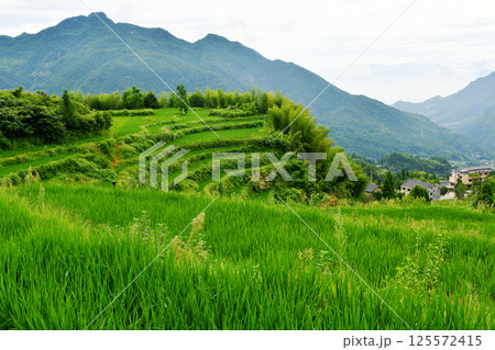 photo of rural terraced fields, China, Zhejiang Province photo of rural terraced fields, China, Zhejiang Province 125572415