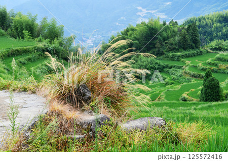 a clump of thatch in a terrace, Zhejiang Province, China a clump of thatch in a terrace, Zhejiang Province, China 125572416