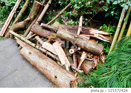 some felled trees, Zhejiang Province, China some felled trees, Zhejiang Province, China 125572426