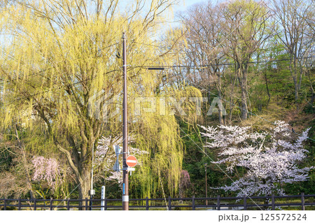 朝日差し込む千秋公園 穴門の柳と満開の桜 秋田市 朝日差し込む千秋公園 穴門の柳と満開の桜 秋田市 125572524