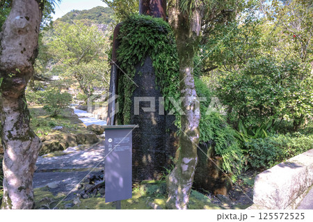 March 23 2025 Covered with Dense Green Moss in a Serene Garden March 23 2025 Covered with Dense Green Moss in a Serene Garden 125572525
