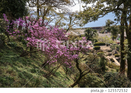 March 23 2025 Cherry Blossom Scene in a Lakeside Garden During Springtime, Japan March 23 2025 Cherry Blossom Scene in a Lakeside Garden During Springtime, Japan 125572532