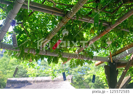 四国村石畳広場の藤棚と風鈴-1 125572585