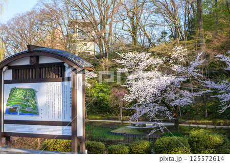朝日差し込む千秋公園　満開の桜と鐘楼　秋田市 125572614