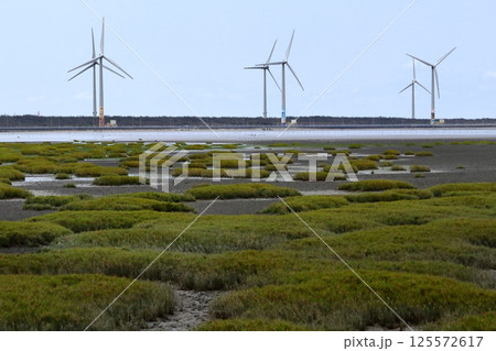 愛し台湾（「高美湿地」は約300ヘクタールの干潟、国際自然保護連合に指定されている。）台湾、台中市 125572617