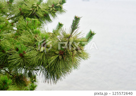 Photo of pine tree covered with pine cones Photo of pine tree covered with pine cones 125572640
