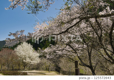 湖の周りを彩る〜桜色舞うころ 音水湖 兵庫県 湖の周りを彩る〜桜色舞うころ 音水湖 兵庫県 125572643