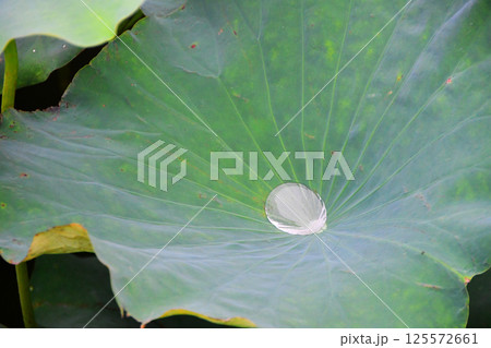 Photo of dewy lotus leaves in a pond 125572661