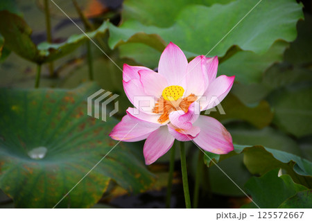 Photo of lotus flowers in pond 125572667