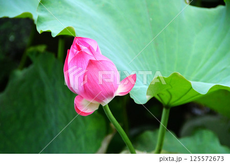 Photo of lotus flowers in pond Photo of lotus flowers in pond 125572673