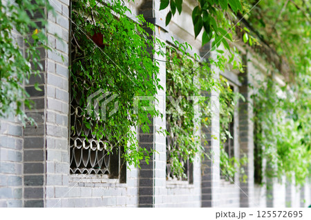 Fence in traditional Chinese architectural style, photo of plant branches sticking out from the window of the fence Fence in traditional Chinese architectural style, photo of plant branches sticking out from the window of the fence 125572695
