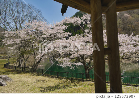 湖の周りを彩る〜桜色舞うころ　音水湖　兵庫県 125572907