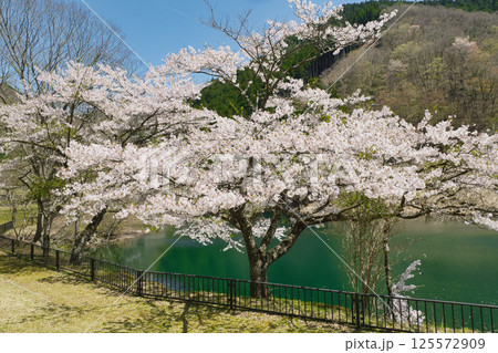 湖の周りを彩る〜桜色舞うころ　音水湖　兵庫県 125572909