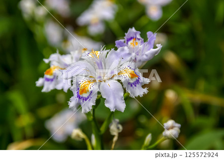 花びらに濃い紫と黄色の模様が特徴のシャガの花【アヤメ科】 125572924