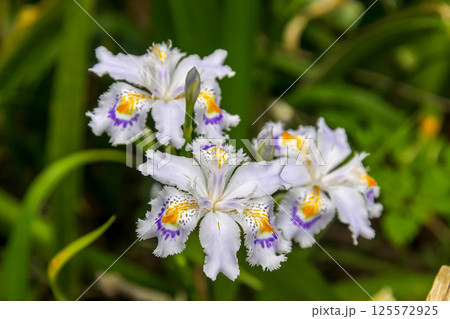 花びらに濃い紫と黄色の模様が特徴のシャガの花【アヤメ科】 花びらに濃い紫と黄色の模様が特徴のシャガの花【アヤメ科】 125572925