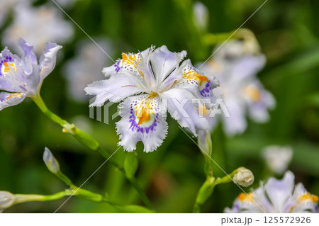 花びらに濃い紫と黄色の模様が特徴のシャガの花【アヤメ科】 125572926