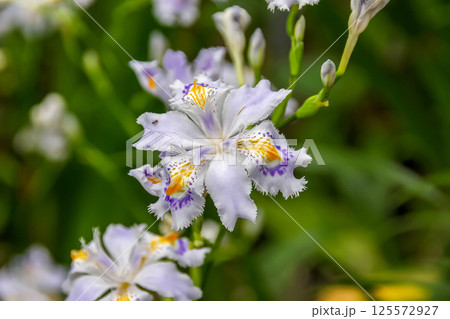 花びらに濃い紫と黄色の模様が特徴のシャガの花【アヤメ科】 花びらに濃い紫と黄色の模様が特徴のシャガの花【アヤメ科】 125572927