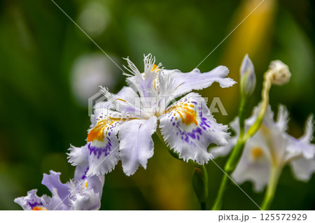 花びらに濃い紫と黄色の模様が特徴のシャガの花【アヤメ科】 125572929