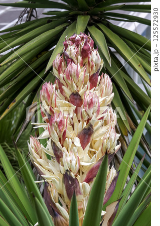 開花が近いユッカ・トレクレアナ造形【クサスギカズラ科】 125572930