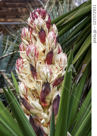 開花が近いユッカ・トレクレアナ造形【クサスギカズラ科】 125572931