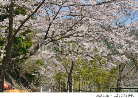 湖の周りを彩る〜桜色舞うころ　音水湖　兵庫県 125572946