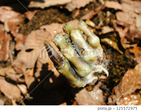 地中から突き出た不気味な手 125572975