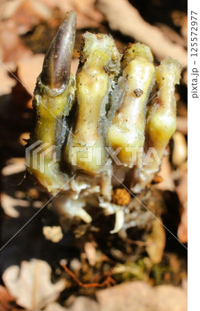 地中から突き出た不気味な手 125572977