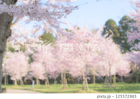 清々しい朝を迎えた春の千秋公園　秋田市 125572983