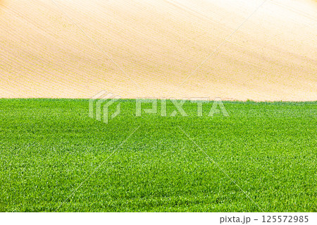北海道の秋蒔き小麦畑と土の畑のコントラストある風景 125572985