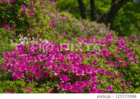 ツツジの花と若葉 125572996