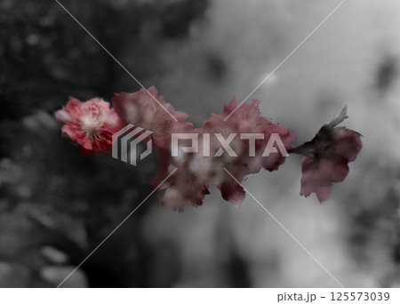 黒い背景とピンク色の花との多重露光 黒い背景とピンク色の花との多重露光 125573039