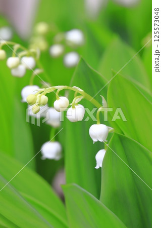 かわいい鈴蘭(スズラン)の花 かわいい鈴蘭(スズラン)の花 125573048